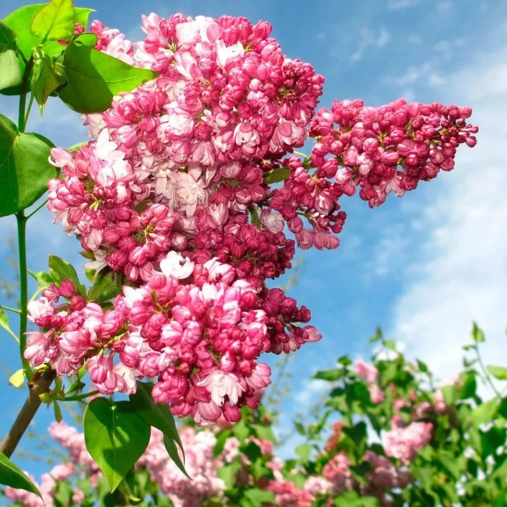 Сирень обыкновенная (Syringa vulgaris) "Маршал Баграмян"