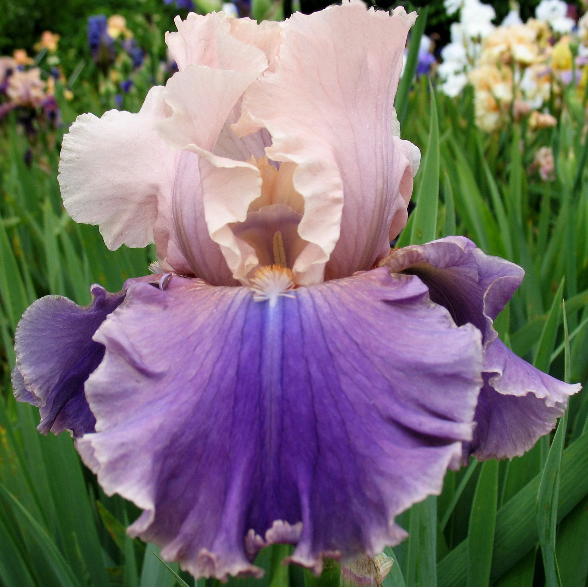 Ньяради (крупноцветковый)