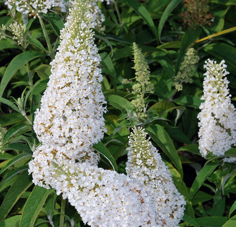 Буддлея Давида (Buddleja davida) «White Profusion»