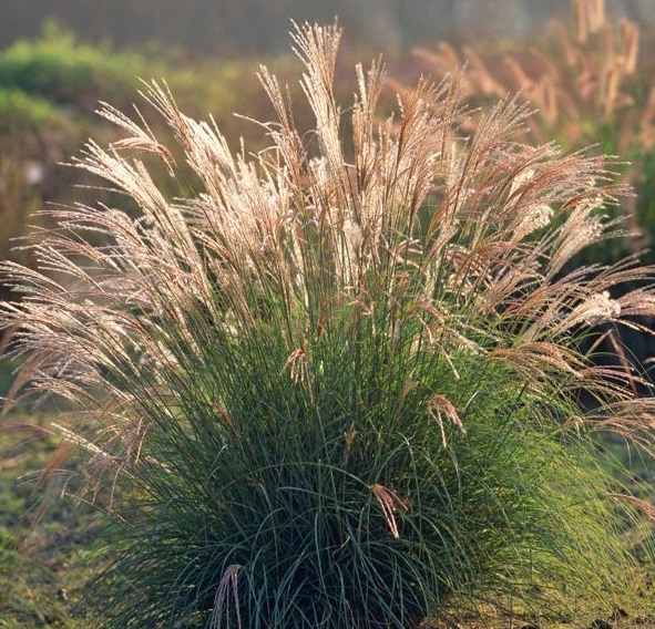 Мискантус китайский (Yaka Dance)