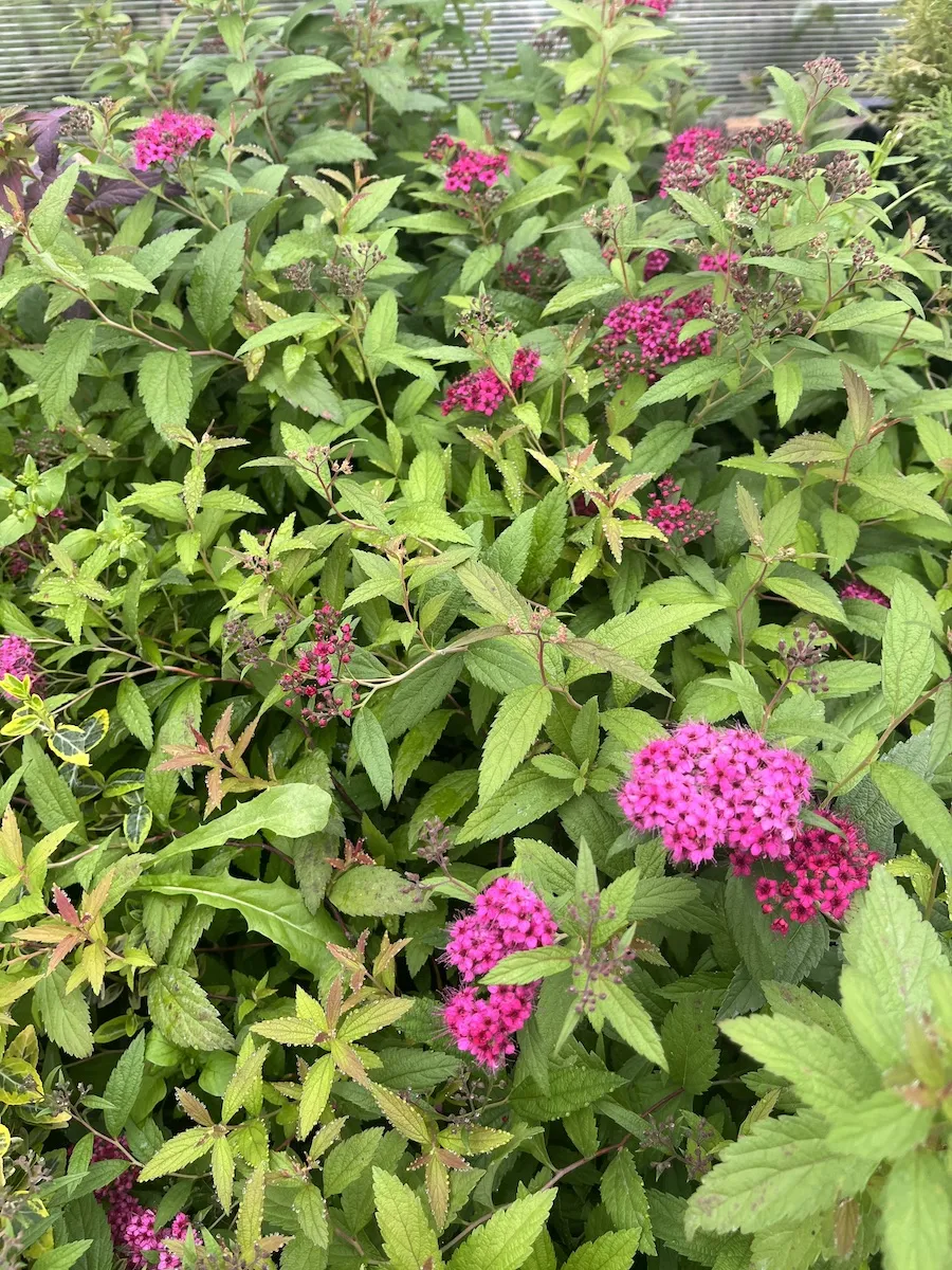 Спирея японская (Spiraea japonica) “Anthony Waterer”