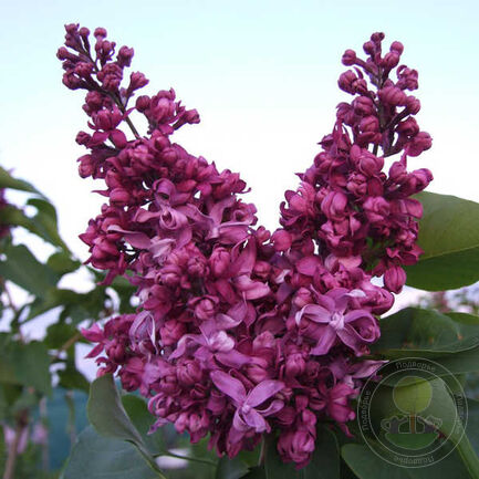 Сирень обыкновенная (Syringa vulgaris) “Вячеслав Лудилов”