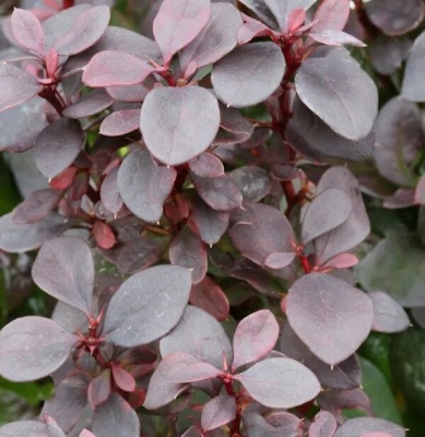 Барбарис Тунберга (Berberis thunbergii) «Summer Chocolate»