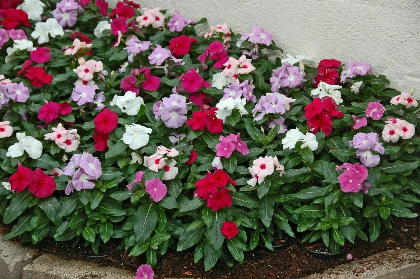 Катарантус (Catharanthus)