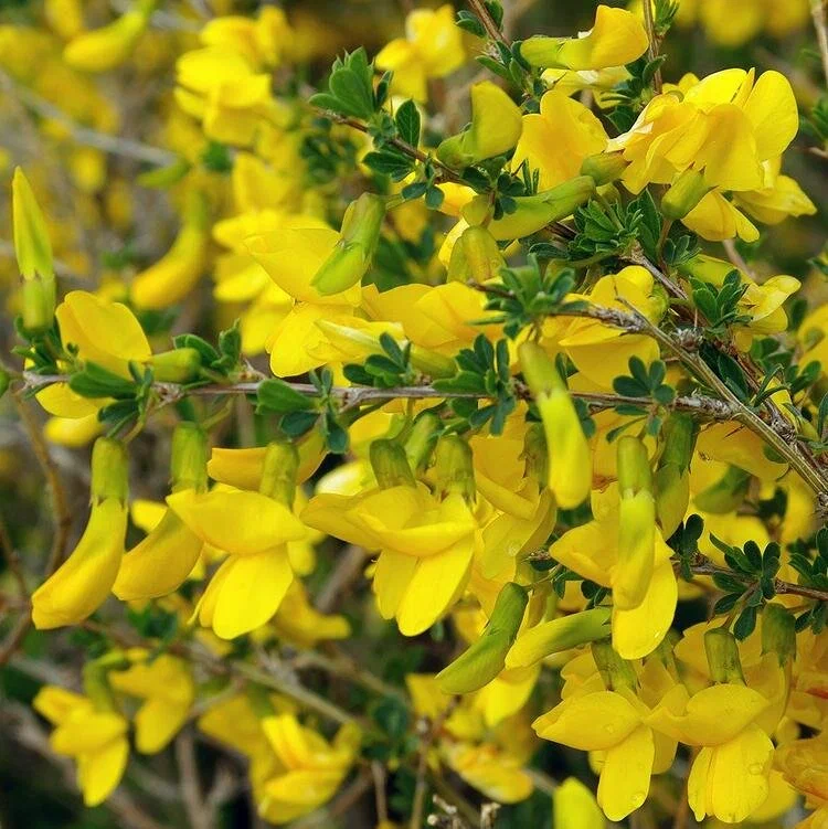 Акация древовидная (Сaragana)