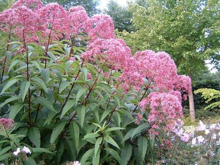 Посконник пятнистый «Atropurpureum»