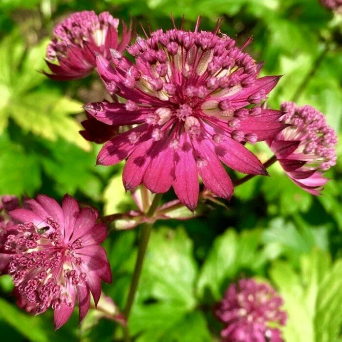 Астранция крупная (Astrantia major) «Rubra Cloud»
