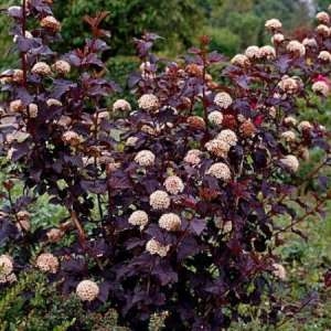 Пузыреплодник калинолистный (Physocarpus opulifolius)        «Schuch»