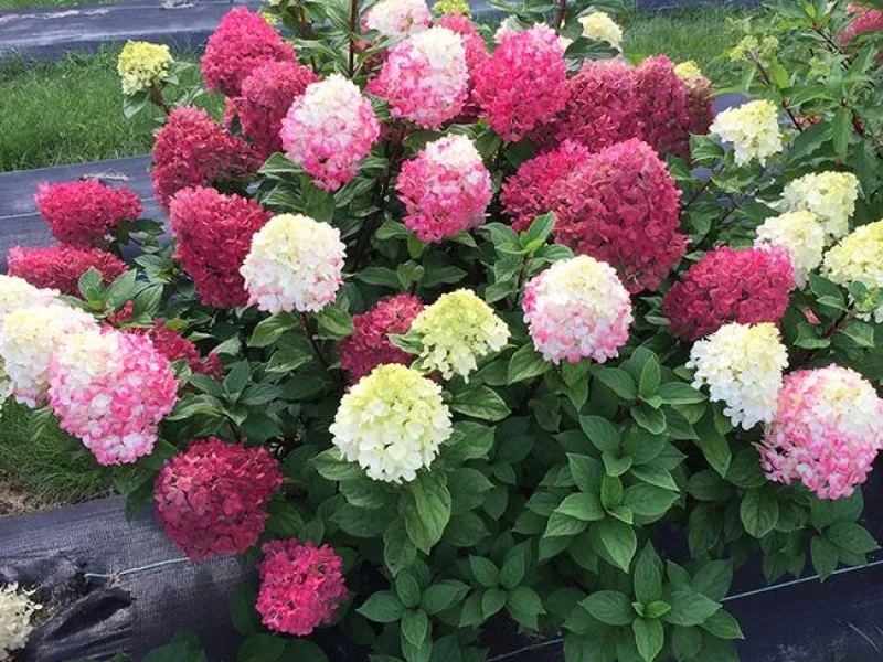 Гортензия метельчатая  “Little Lime Punch”