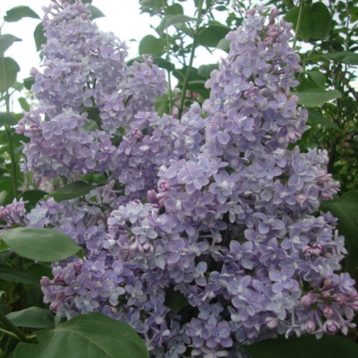 Сирень обыкновенная (Syringa vulgaris) “President Grevy”