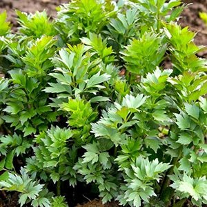 Любисток лекарственный