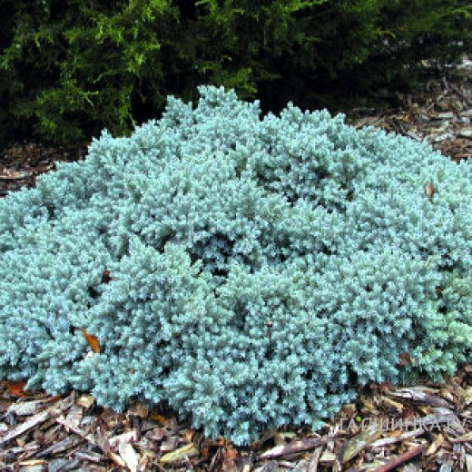 Можжевельник чешуйчатый (Juniperus squamata) “Blue Star”