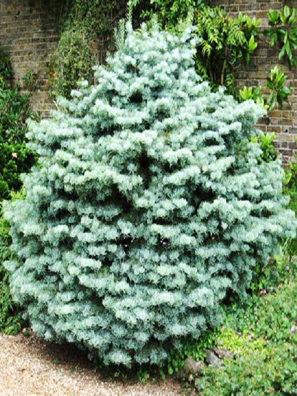 Пихта одноцветная (Abies concolor) 'Compacta'