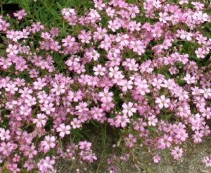 Гипсофила ползучая (Gypsóphila répens)