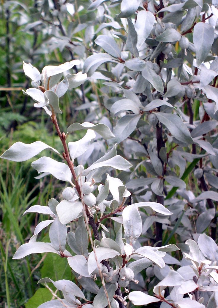 Лох серебристый (Elaeágnus)