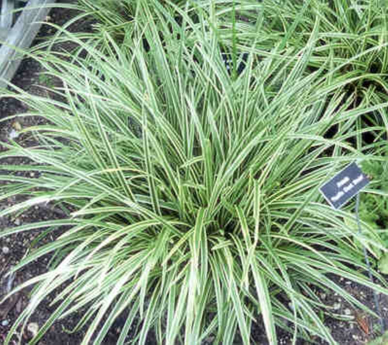 Осока морроу (Goldband)