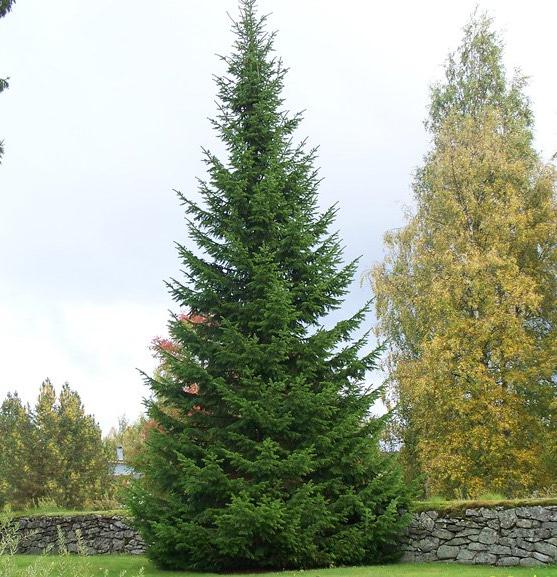 Ель обыкновенная (сибирская)