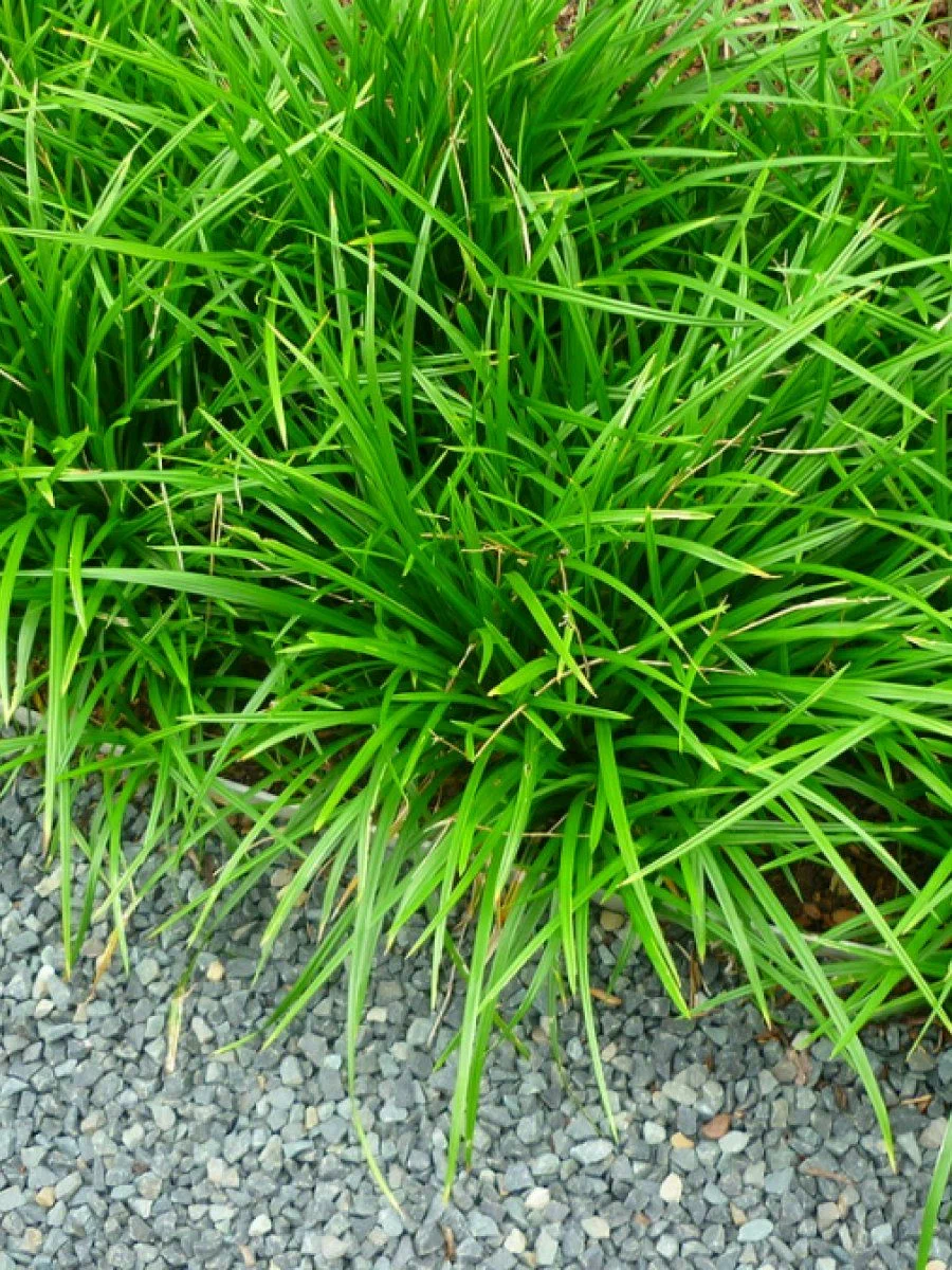 Осока морроу (Irish Green)