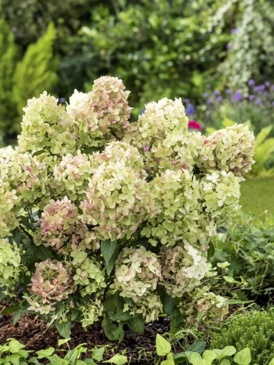 Гортензия метельчатая (Hydrangea paniculata) «Petite Star»