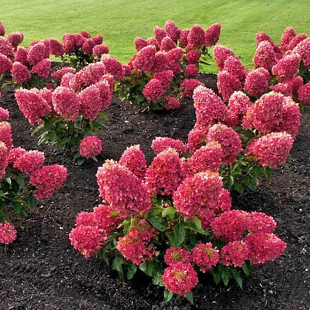 Гортензия метельчатая «Raspberry Pink»