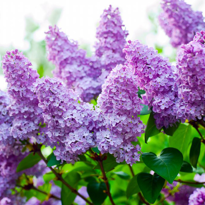 Сирень обыкновенная (ком)