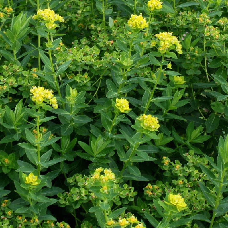 Молочай болотный (Euphórbia palustris)