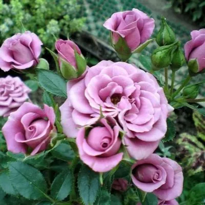 Lavender Meillandina