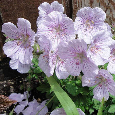 Герань гималайская (Geranium himalayense) «Derrick Cook»