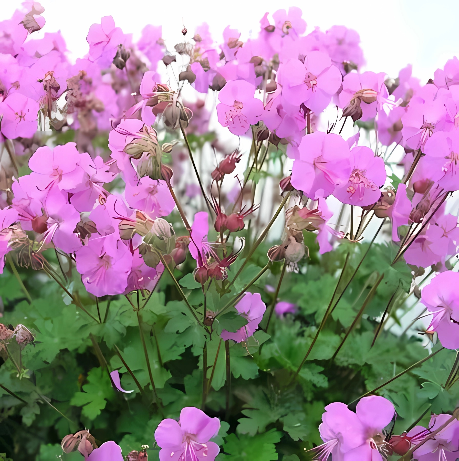 Герань кембриджская (Geranium) «Cambridge»