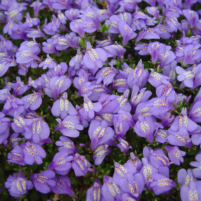 Мазус ползучий     (Mazus reptans)