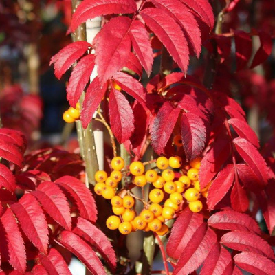 Рябина обыкновенная (Sorbus) «Autumn Spire»