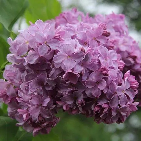 Сирень обыкновенная (Syringa vulgaris)"Маршал Бирюзов"