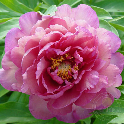 Magical Mystery Tour