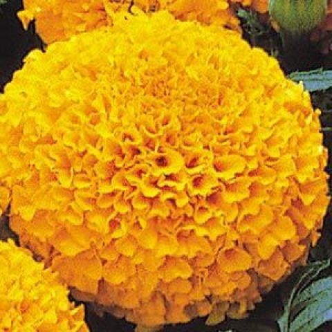 Бархатцы прямостоячие(Tagétes erécta)“Marvel Orange ”