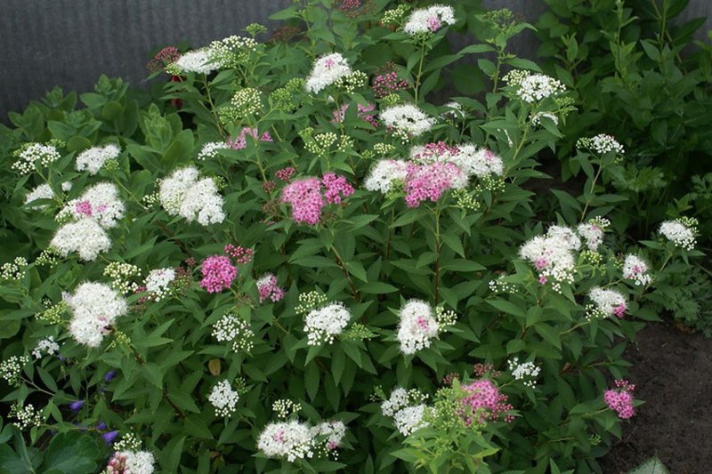 Cпирея японская  “Genpei”