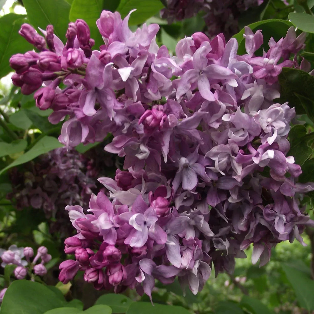Сирень обыкновенная (Syringa vulgaris) “Василий Тёркин”