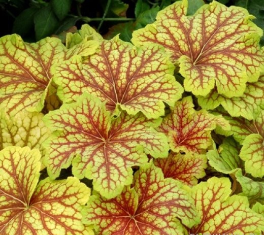 Гейхера (Heuchera)  «Red Lightning»