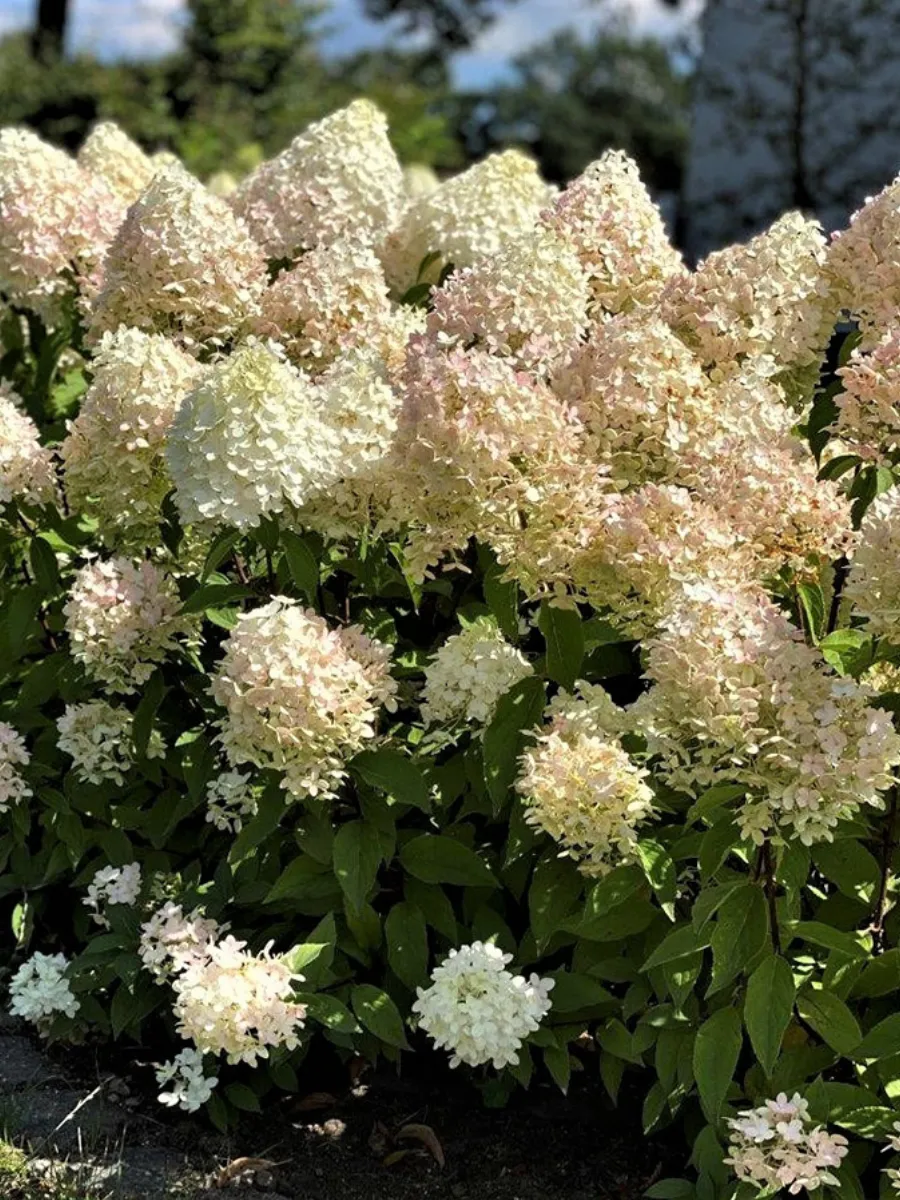 Гортензия метельчатая "Panucci"