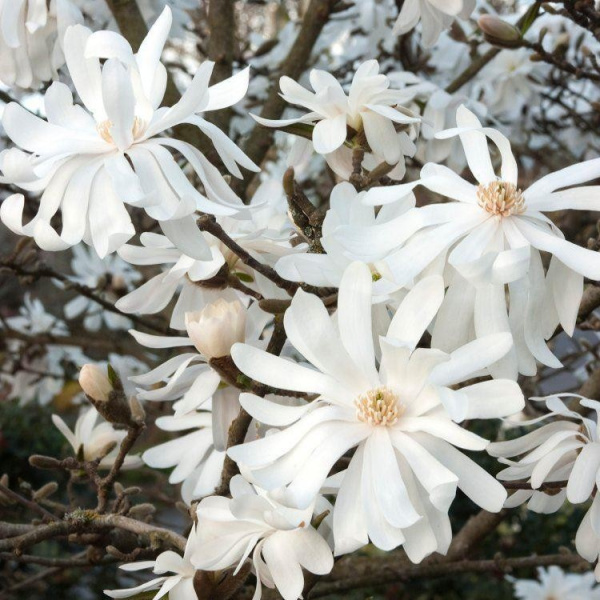 Магнолия  звездчатая (Magnolia stellata)  "Royal Star"