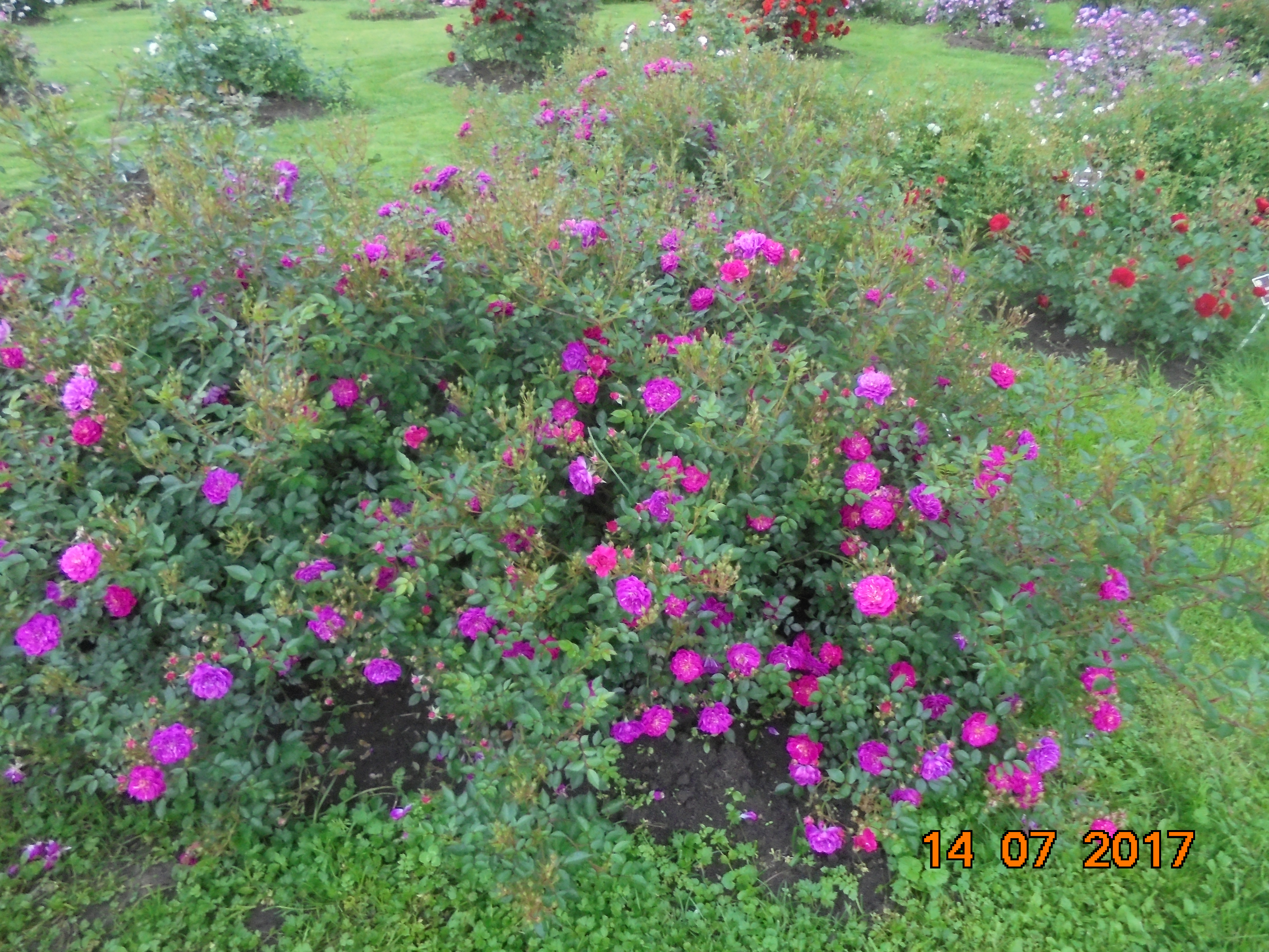 Purple Rain-роза