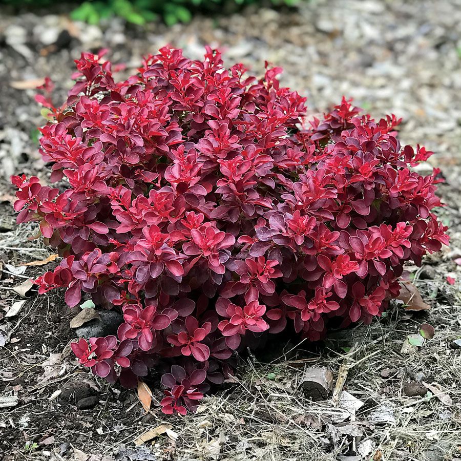 Барбарис Тунберга (Berberis thunbergii) «Fireball»