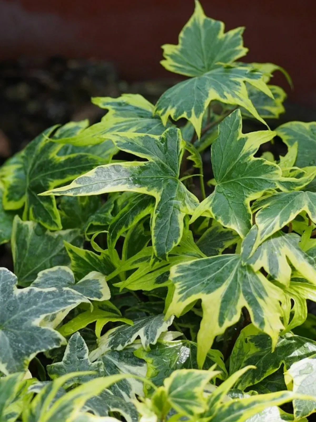 Плющ в ассортименте