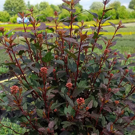 Пузыреплодник калинолистный (Physocarpus opulifolius)«Little Joker»