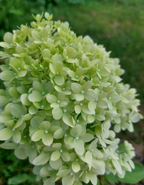 Гортензия метельчатая (Hydrangea paniculata) «Pansana»