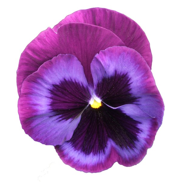 Виола Виттрока(Viola Wittrockiana)“Power Blue Jeans MIX”