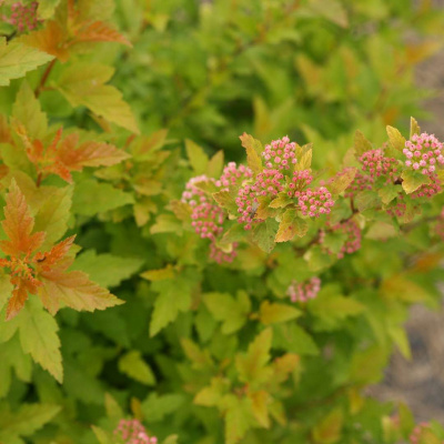 Пузыреплодник калинолистный (Physocarpus opulifolius)                 «Tiny Wine»