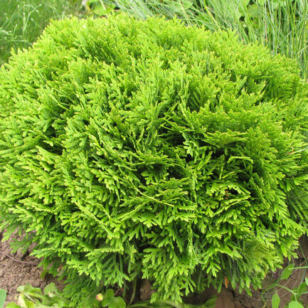 Туя западная (Thuja oссidentalis) “Danica”