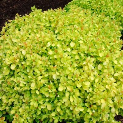 Барбарис Тунберга "Lime Star"