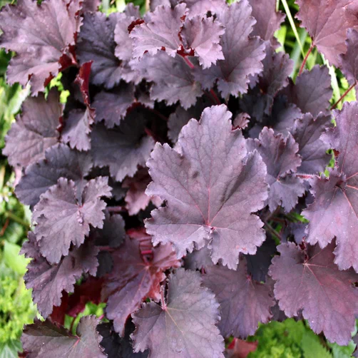 Гейхера (Heuchera) «Binoche»