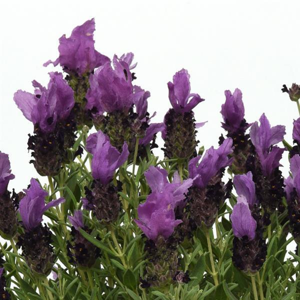 Лаванда  (Lavandula) «Bandera Purple»